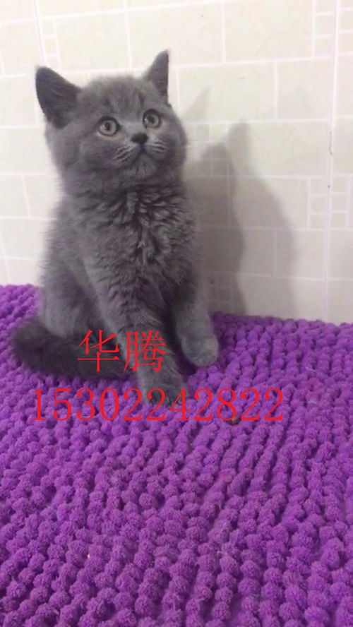 图 广东大型猫舍繁殖出售纯种短毛猫英国短毛猫蓝猫美国短毛猫价格 广州宠物猫 