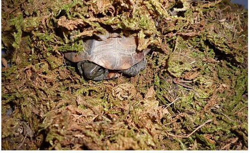 宠物龟冬眠问题详解一 什么样的龟适合冬眠