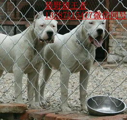 大型犬喂养北京市公安局警犬基地