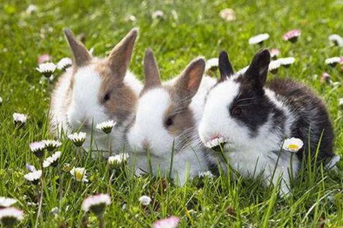 春天和秋天出生的属兔人,运势会有什么不同 来看看大师怎么说