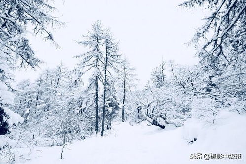 如何拍雪景 专业摄影师奉上7个技巧,轻松拍雪景照片