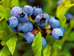 蓝莓,蓝莓厂商出口商,生产制造蓝莓 