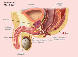探秘男性G点引爆多重性高潮