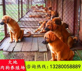 吉林省肉狗养殖场建设图肉狗回收骗局