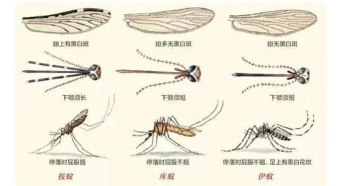 北方多地气温超过40度,持续高温蚊子会被热死吗 会导致 北蚊南迁 吗 