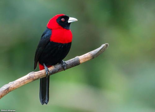 这是什么鸟 红色脖子和红色胸脯的黑色鸟 