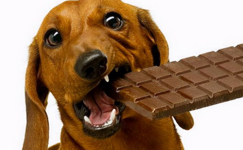 干货 狗狗可以吃的15种人类食物