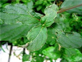 绿茶粉的功效与作用，绿茶粉的功效与作用及食用方法