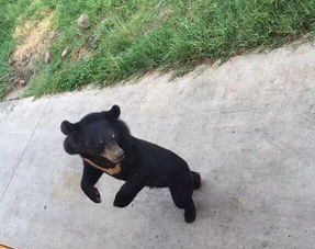 上海野生动物园十余只老虎围攻咬死黑熊