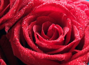 玫瑰花特点,外貌,颜色,气味 玫瑰花三个特点