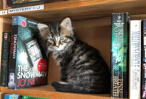 这书店里全都是小猫咪,根本没办法看书,店主 看上的猫咪就带走