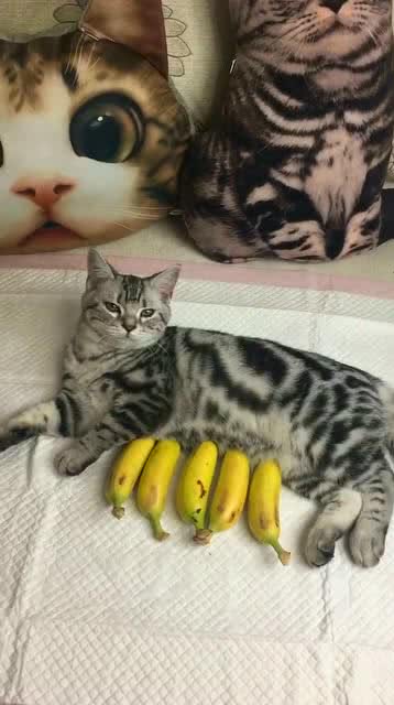 猫 我不喜欢吃香蕉,主人你快拿走吧 
