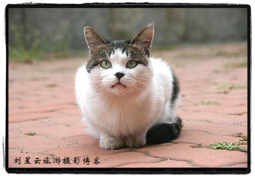 猫咪能吃鱿鱼丝不