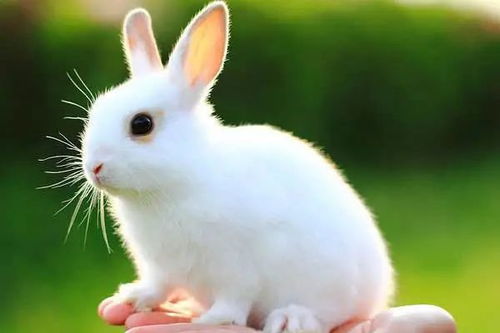 2021年生肖兔农历十一月命运查询分析