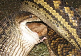 Python eats Australian family dog 