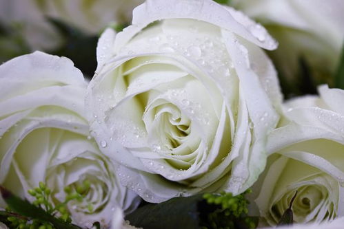 一朵白玫瑰代表什么