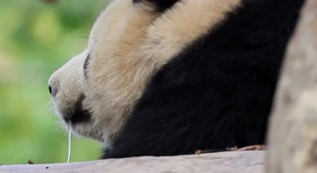 贴到熊猫脸上看它做梦流口水,梦到食物的样子 熊猫系列 29 