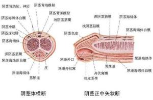 阴茎
