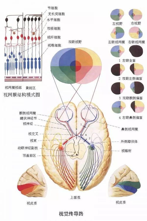 揭开大脑皮质功能分区的神秘面纱