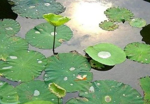 俗语 最怕端午节水 不怕七月半鬼 ,是何意 你那边下雨了吗