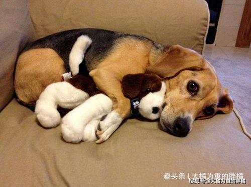 谁又不是个宝宝呢 12张抱着玩具睡觉的可爱宠物图真能萌化你