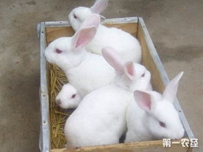 秋天怎么才能养好兔子 秋天养殖兔子的技巧