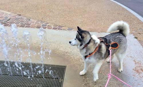 关于狗狗喝水的问题,也需要我们多去注意,这几点很重要