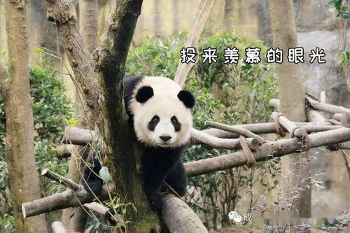 成都大熊猫博物馆 开启内部试运行,首批民众深度体验7大展区