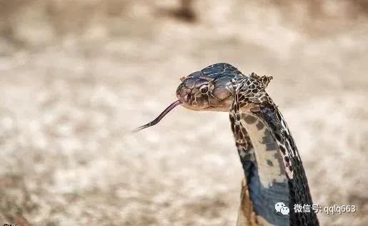 世界上寿命最长的蛇 黑唇眼镜蛇能活29年