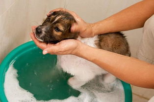 幼犬洗澡容易生病 美容师建议轻洗速干,做好这3点就不怕