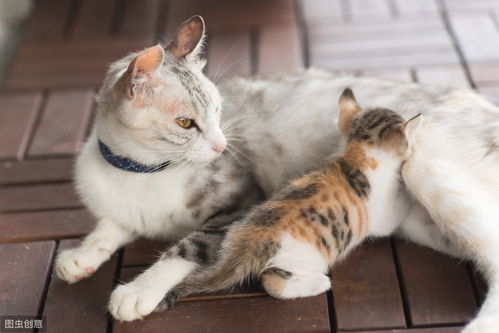 科普 孕期母猫生产前的征兆,遇到这5种突发状况需求助兽医