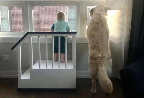 身高太矮 暖心爸爸造室内楼梯,1人1狗并肩看风景,背影萌炸了