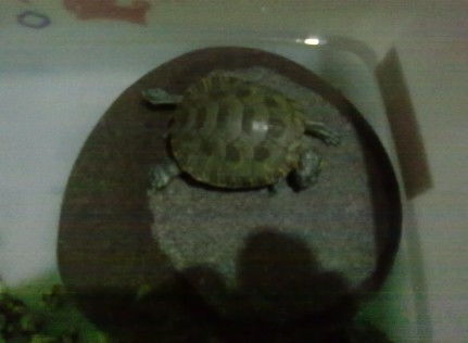 巴西龟一天的睡眠时间是多少 