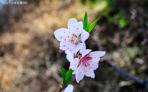 4月27日爱情运势 缘分升温,笑颜如花的四大星座