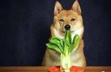 养狗须知 狗狗不能吃的六种蔬菜,严重可以导致死亡,不要随便乱喂