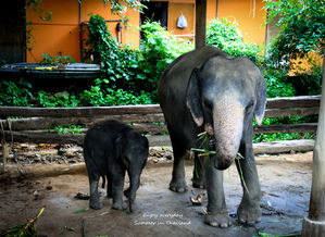 泰国之象岛到曼谷