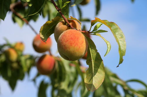 3个桃树高产施肥技术,果实均匀膨果快口感甜,亩产4500斤以上