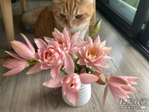 花花和猫咪 