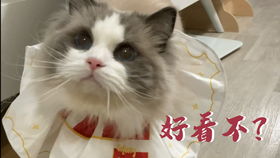 不花钱做超简单 超可爱的猫猫围脖