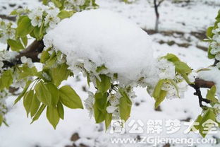 梦见雪和梨花 梦到雪和梨花是什么意思 周公解梦大全网 