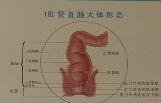 男子肛门塞进了一把勺子,知道真相的医生要崩溃了