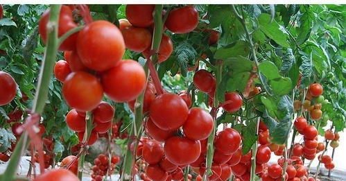 小番茄是转基因食品,孕妇 老人都不能吃 营养比大番茄还要好