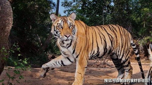 我国现存还有几种老虎 它们在野外的生存状态怎样了