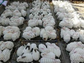 养殖肉兔种兔成本多少钱一只附近哪里有收购商 
