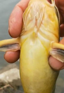 河中大黄骨鱼,头上长虫子,挤出来有手指长 