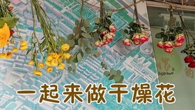 阳台花园 自制干花 洋桔梗向日葵鼠尾草播种