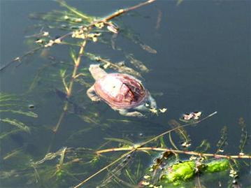 青岛一公园乌龟成批死亡 尸体被水泡胀 