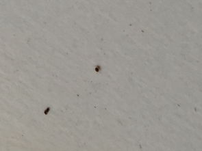 求救,床上发现了很小的虫子,正常看就是一个小黑点,哪位大神知道这是什么虫子,该怎么处理啊,在线急等