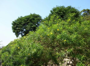 请问这种长在树上开黄色花的是什么植物 谢谢 