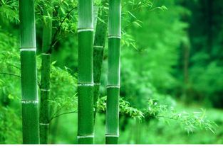 竹子的含义代表什么 